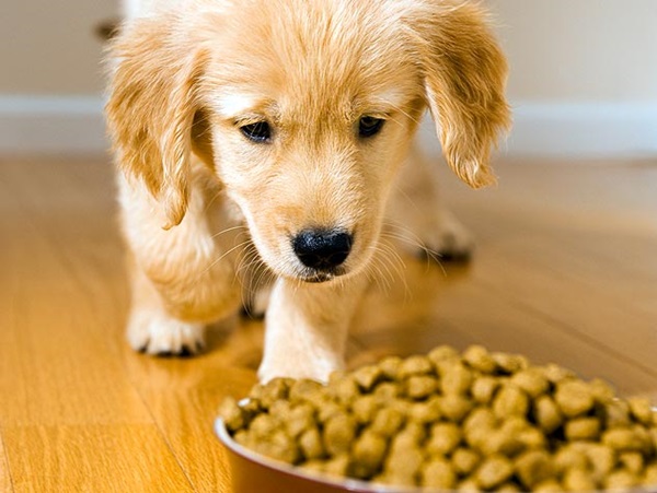 The Best Dog Food Are Homegrown Meal