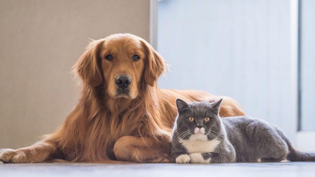 Things you need before you bring a puppy home